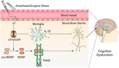 α7 Nicotinic Acetylcholine Receptor May Be a Pharmacological Target for Perioperative Neurocognitive Disorders